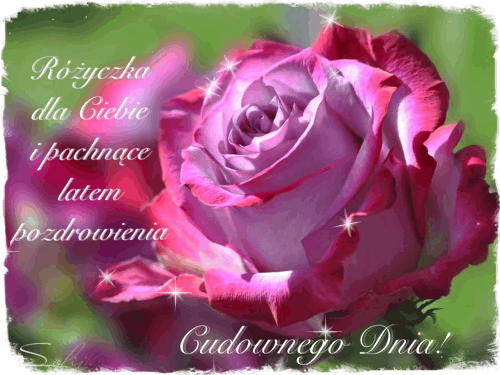 Różyczka dla ciebie pozdrowienia cudownego dnia